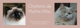 maitre mao